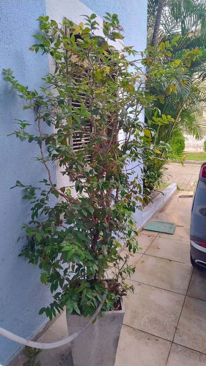 Pé de jabuticaba  - Foto 2