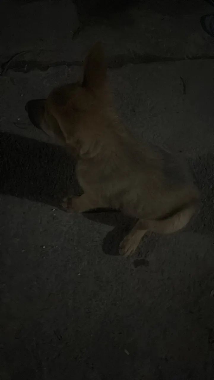 Filhote de 1 mês de nascido 