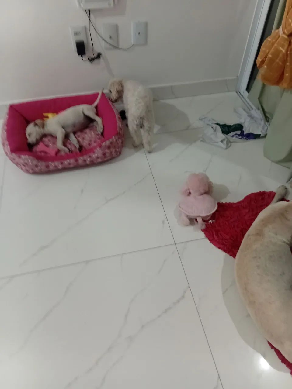 Adoção responsável. 