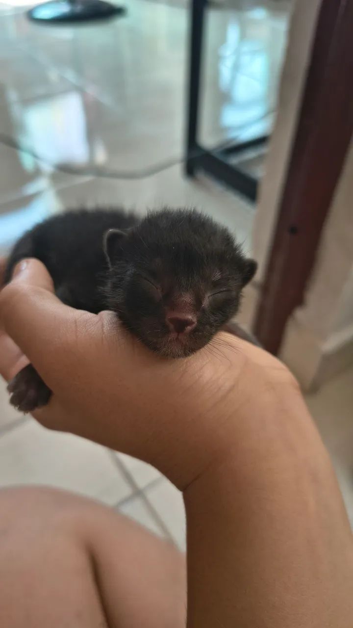 Gato - Foto 2