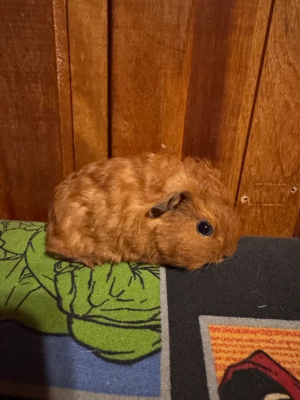 porquinho da india