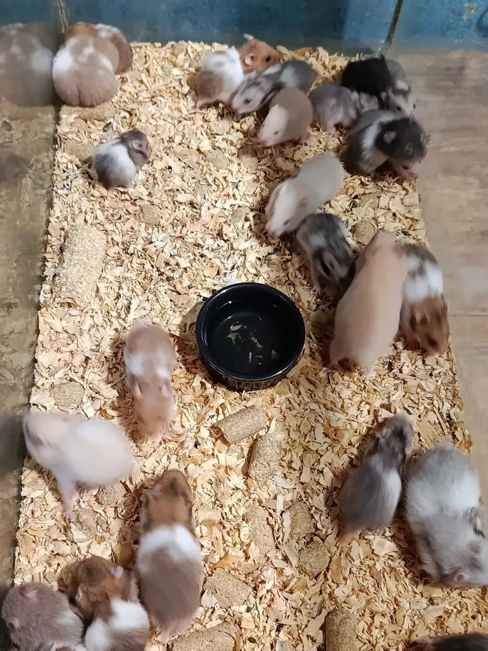 Hamster atacado - Foto 3