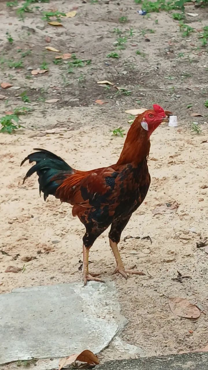 Vendo galo 