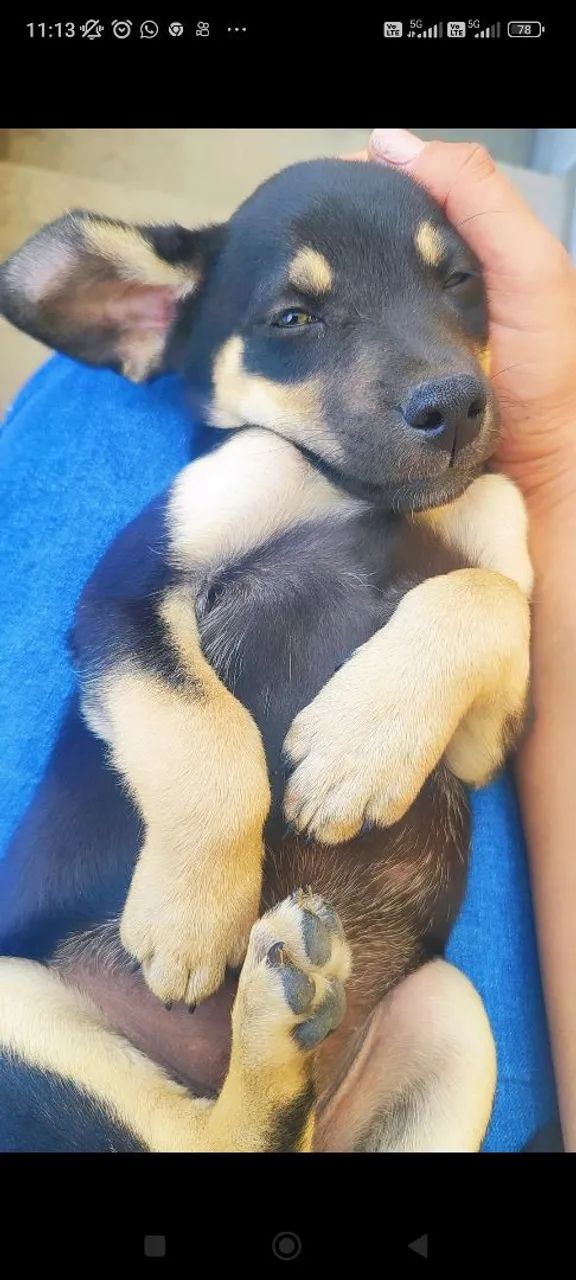 DOA -SE UM CACHORRO  - Foto 5