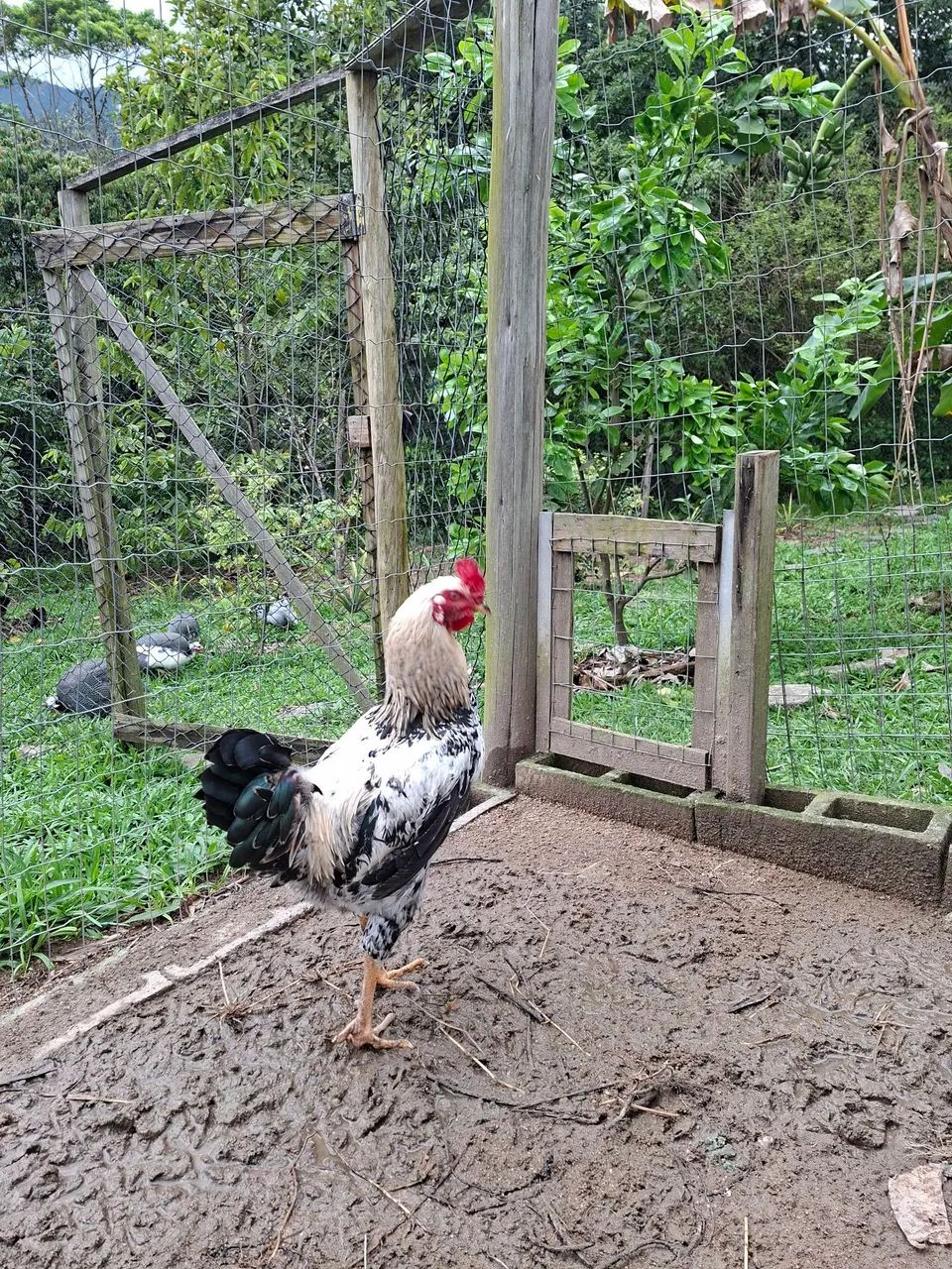 Galo Caipira  - Foto 2