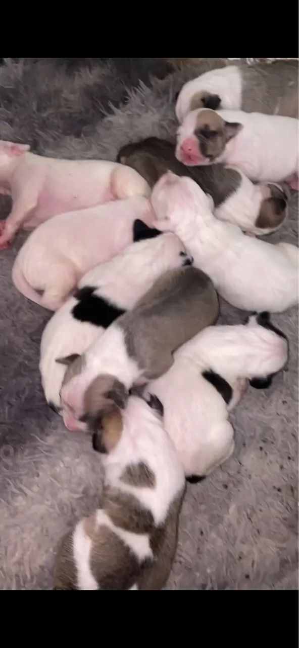 Filhotes de pitbull - Foto 2