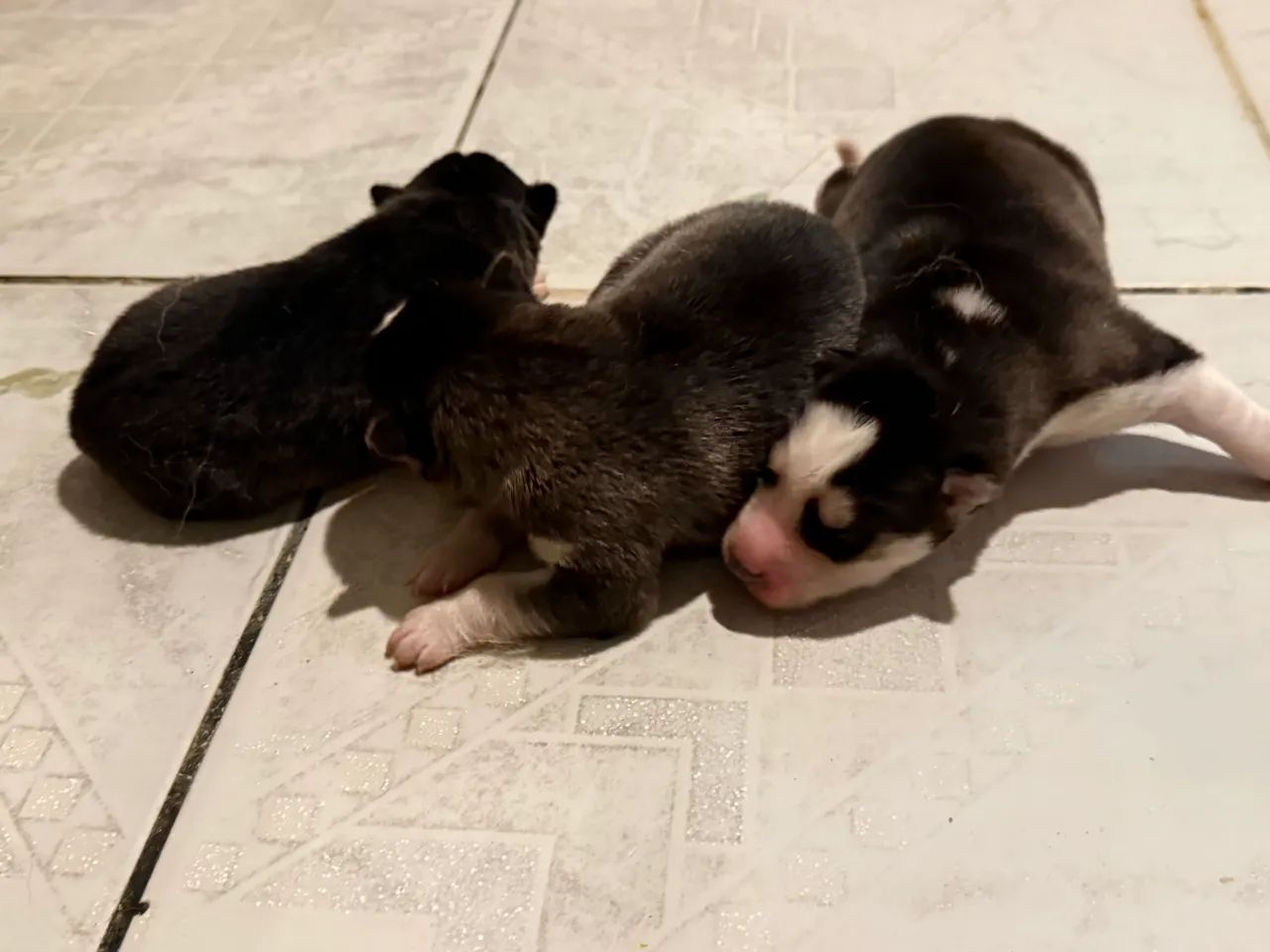 Husky  - Foto 3