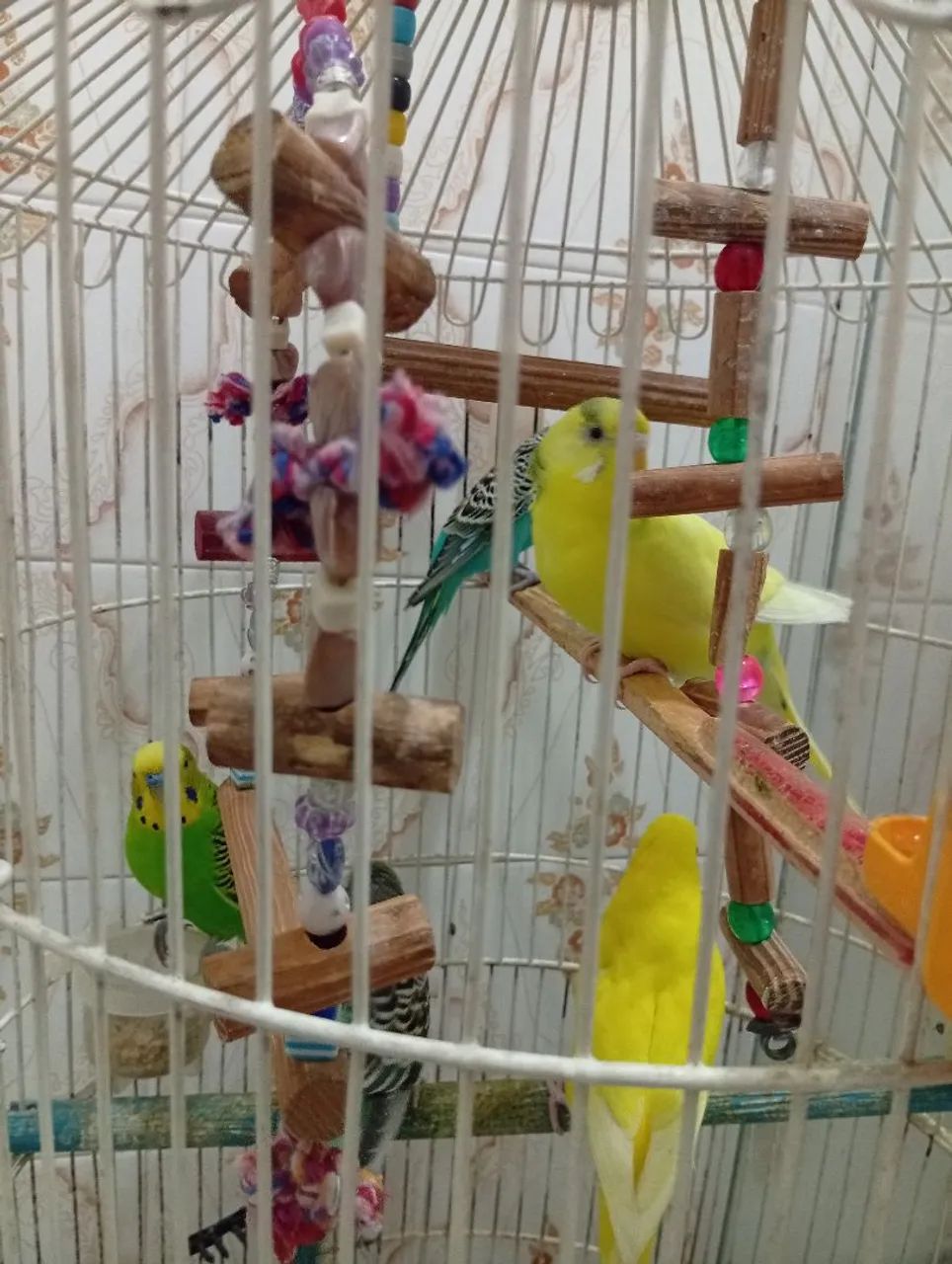 Vendo Gaiola com tudo!e ração! - Foto 2