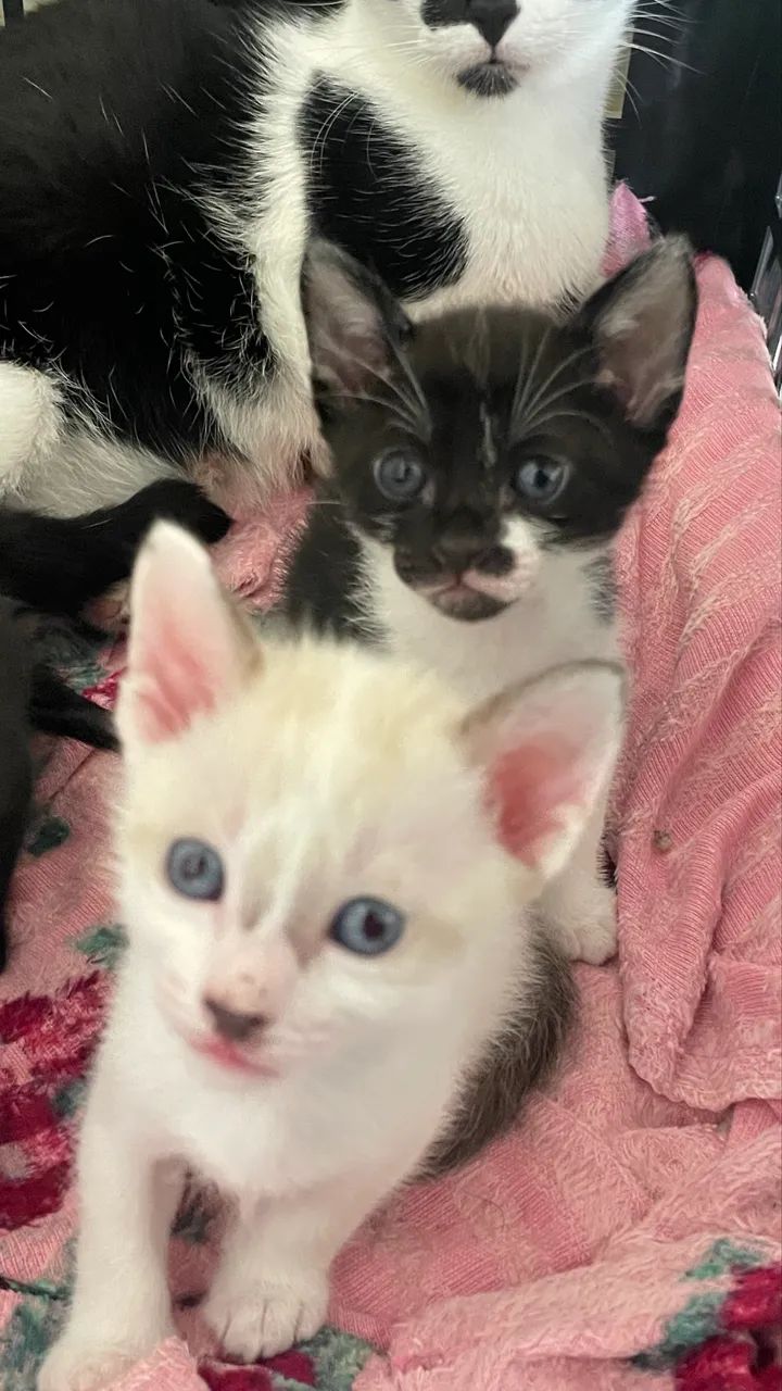 Gatinho  - Foto 2