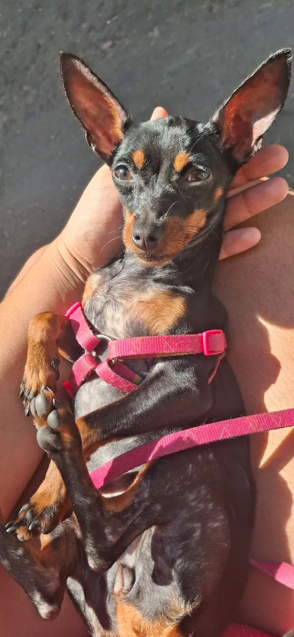 Pinscher