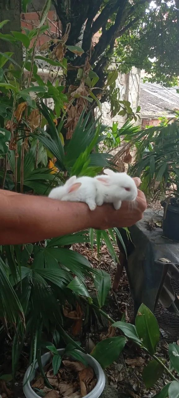 Filhotes de Coelho da Raça Nova Zelândia - Foto 6