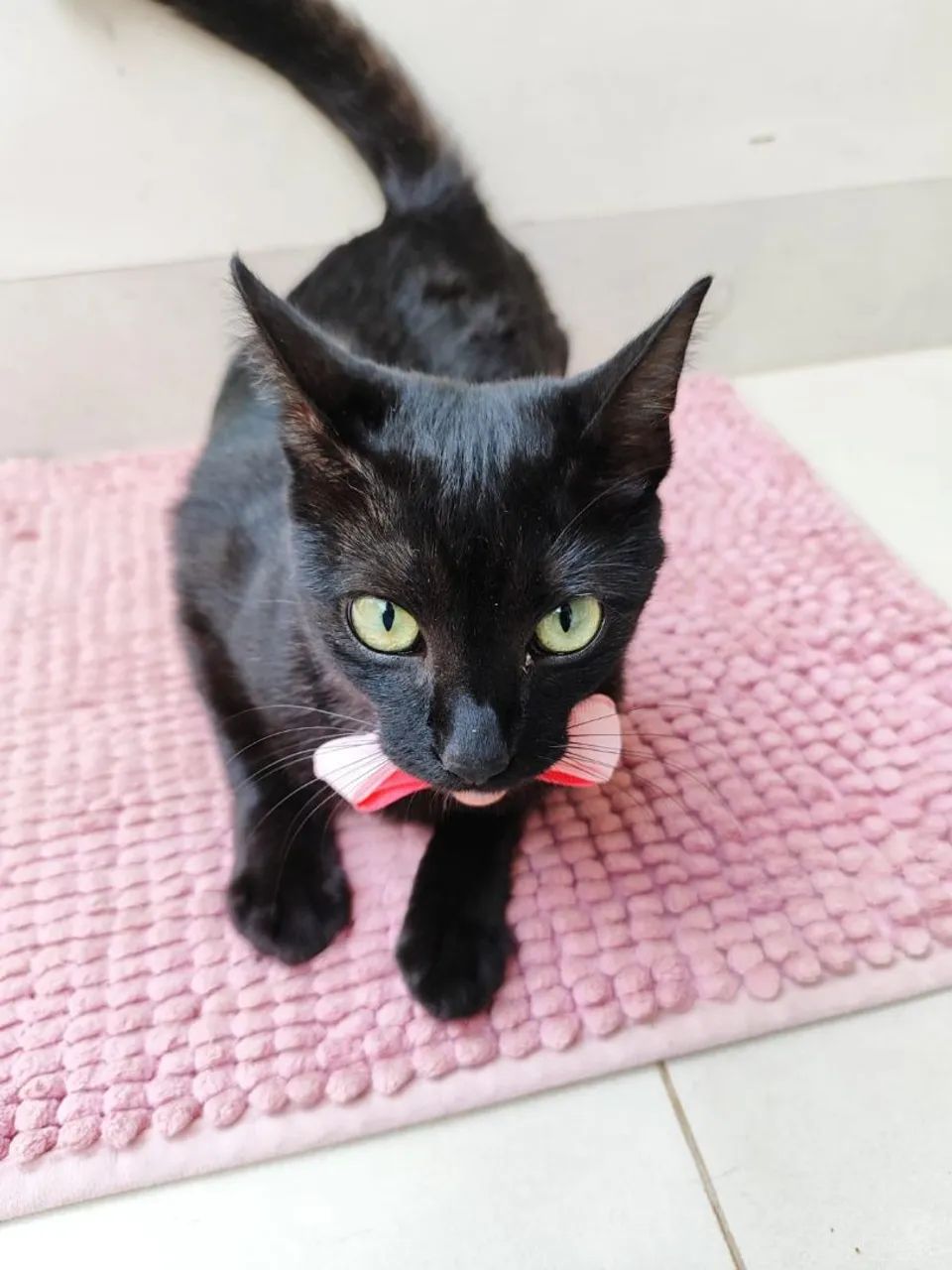 Gatinha para adoção  - Foto 3
