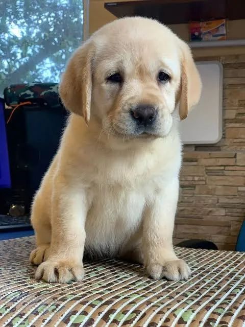 Labrador filhotes 