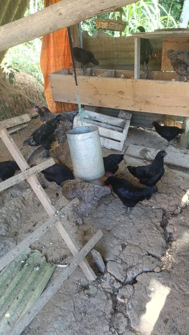 Vendo tudo/ 2 Galos 18 galinha  - Foto 3