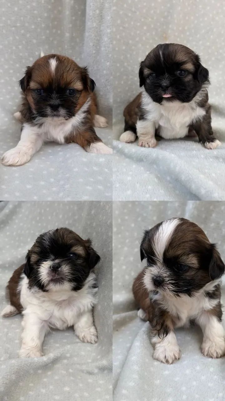 ShihTzu Macho disponível 