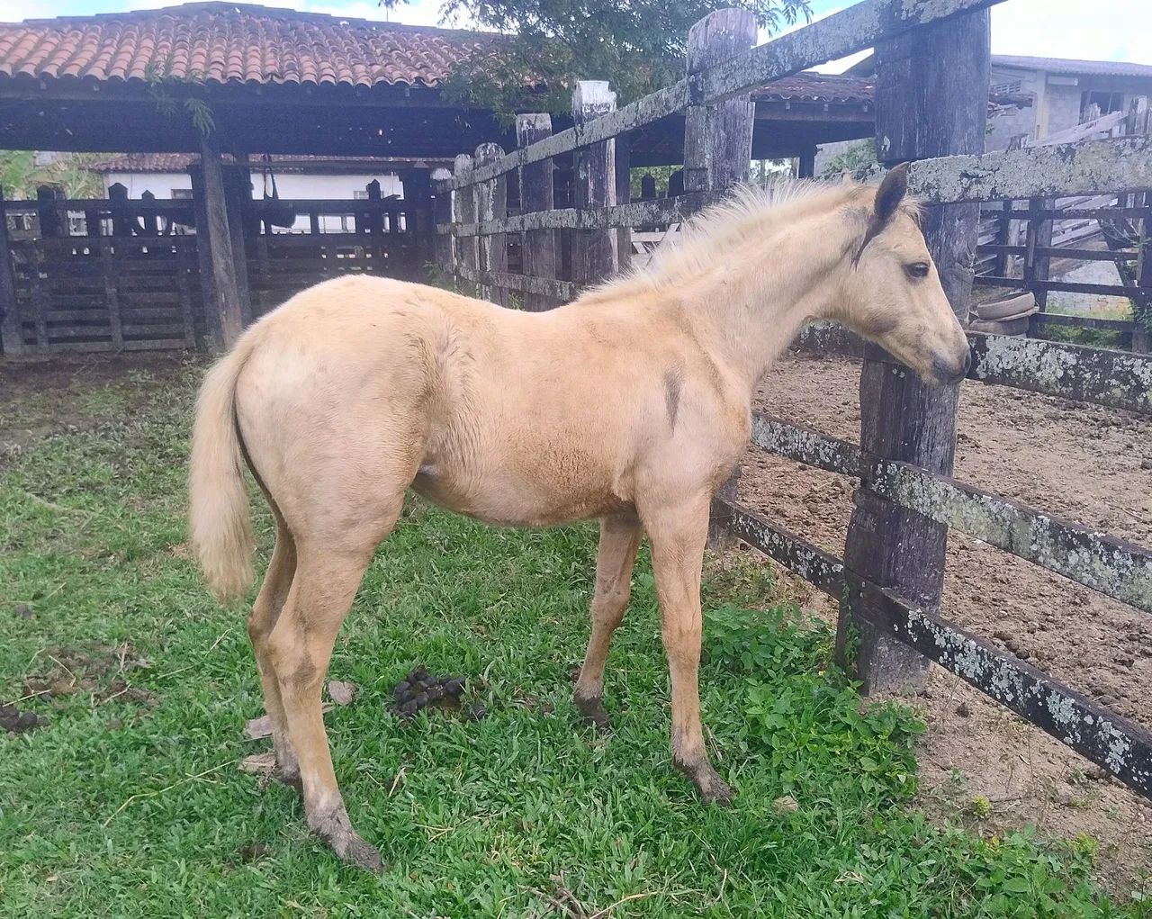 POTRA QUARTO de MILHA - Genética Roxão - Foto 3