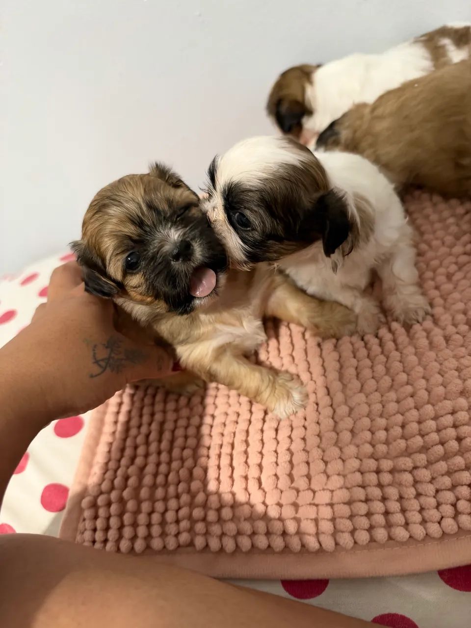 Vende se  - Foto 3