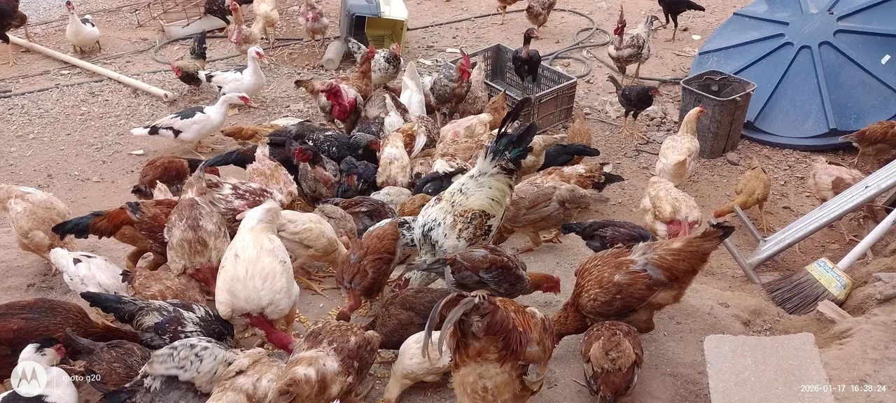 Frango e fraga  - Foto 3