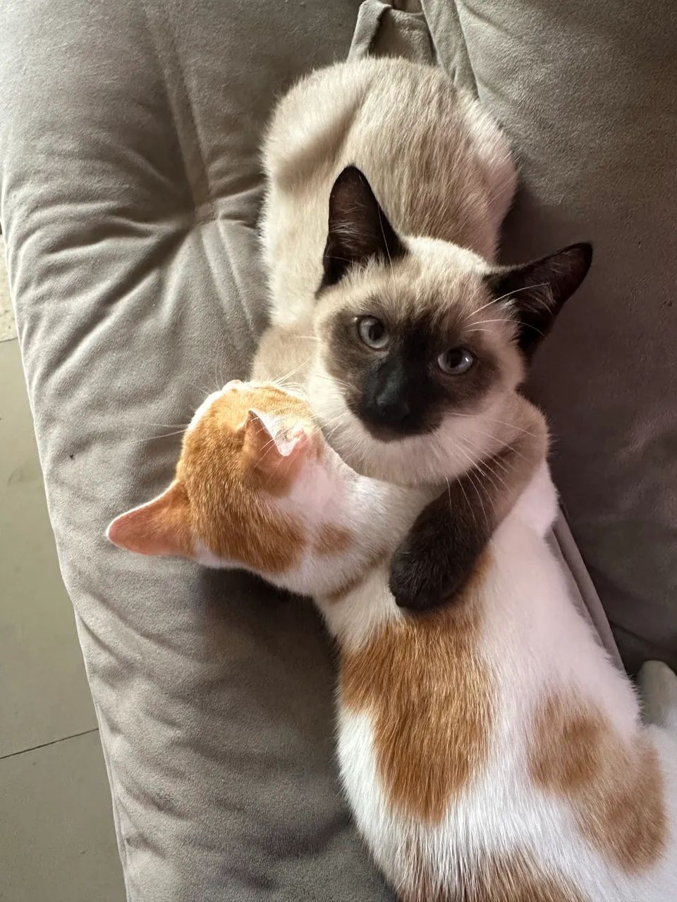 Gatos - Foto 3