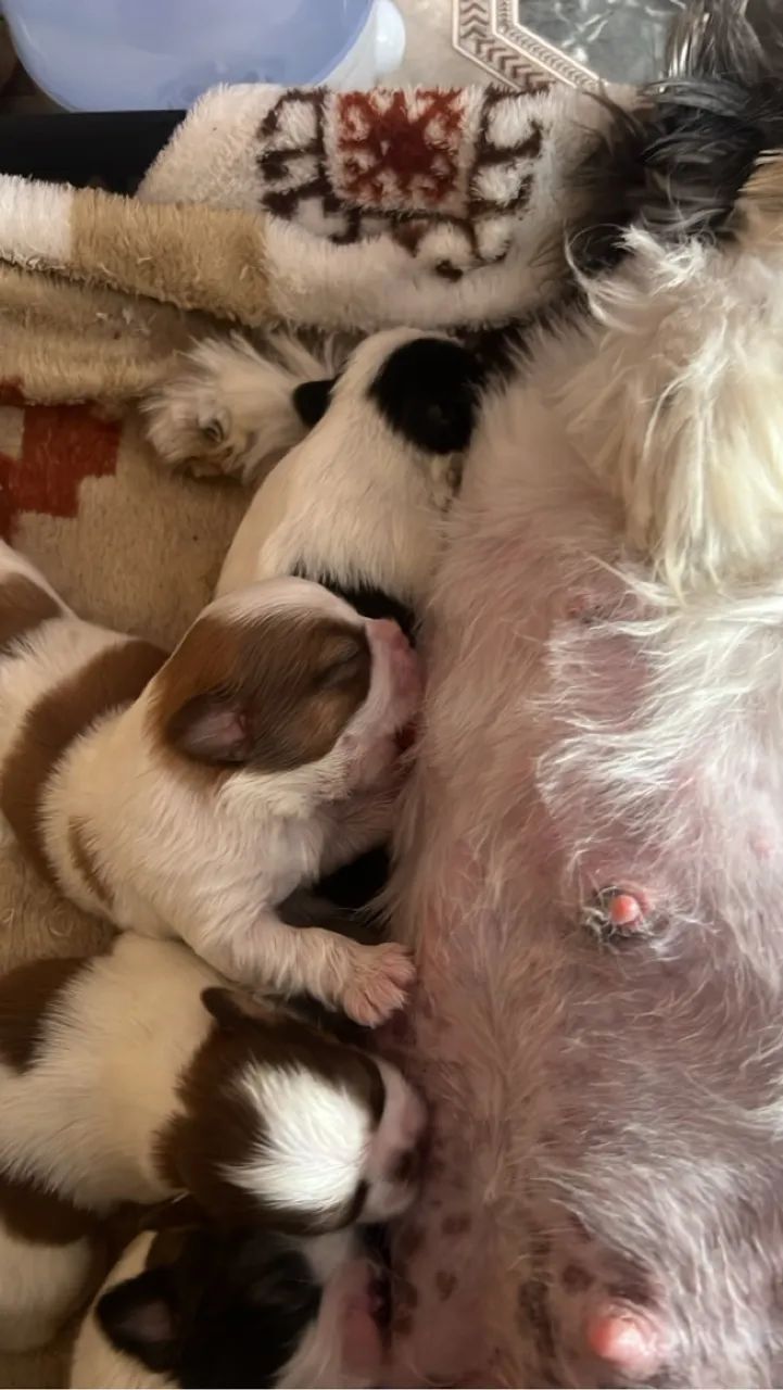 filhotes de shih tzu, tem um com chocolate e com fígado - Foto 2