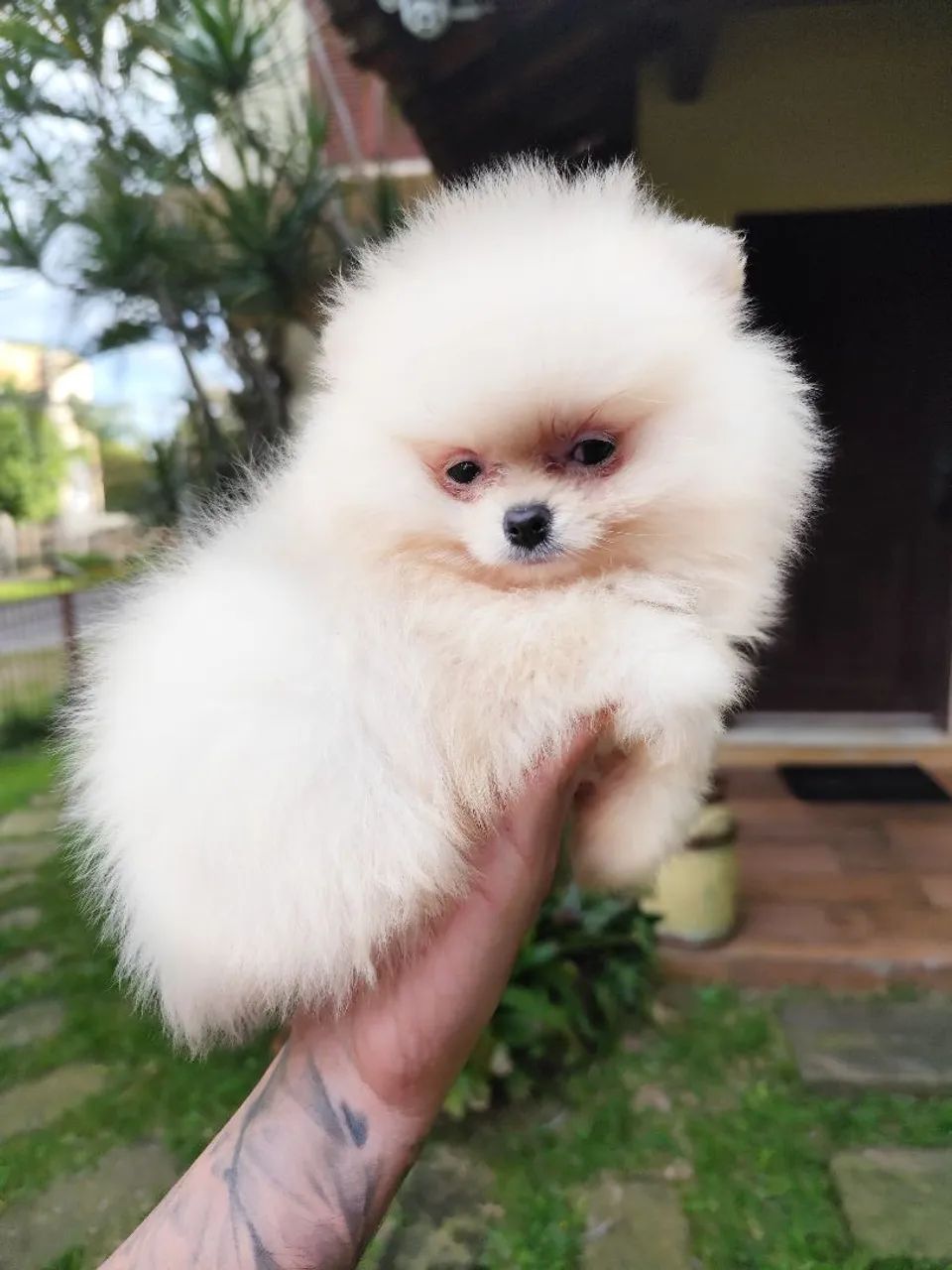Lulu da Pomerânia anão  - Foto 4