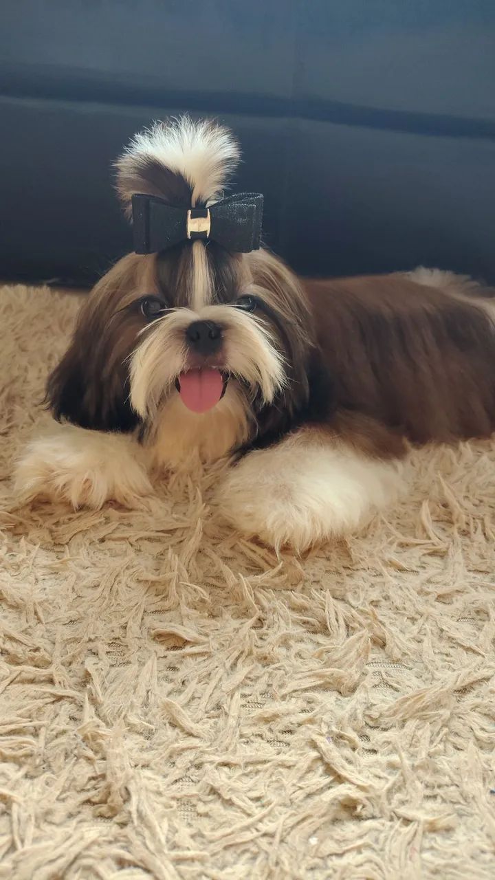 Belíssimo shih tzu 