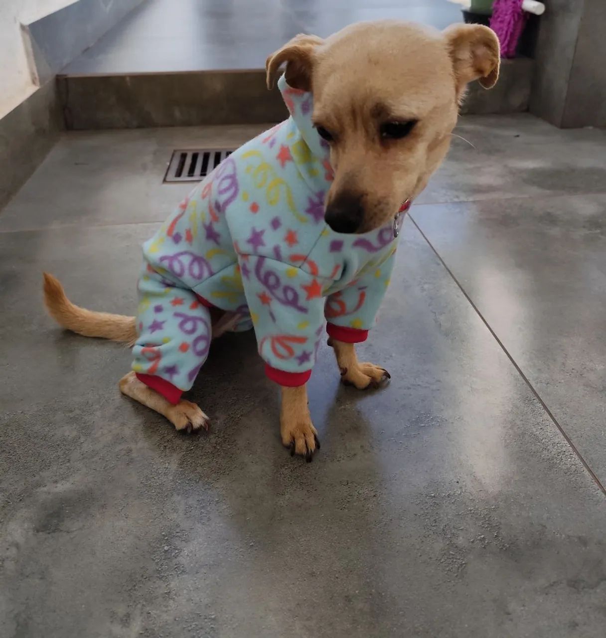 Cachorrinha doação 
