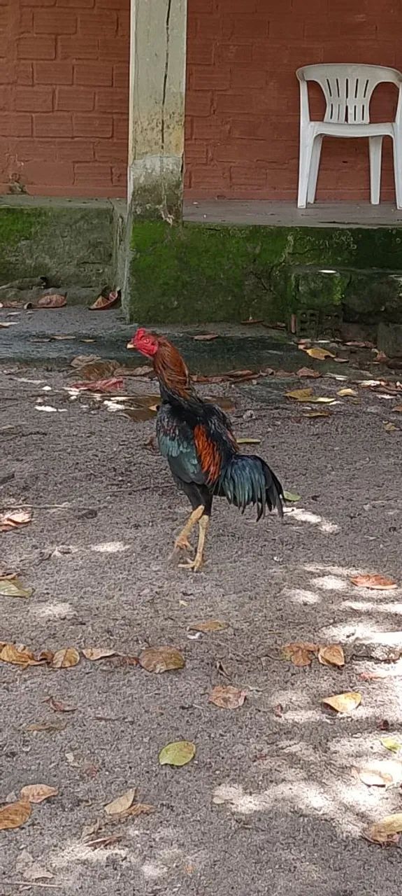 Frango preto 