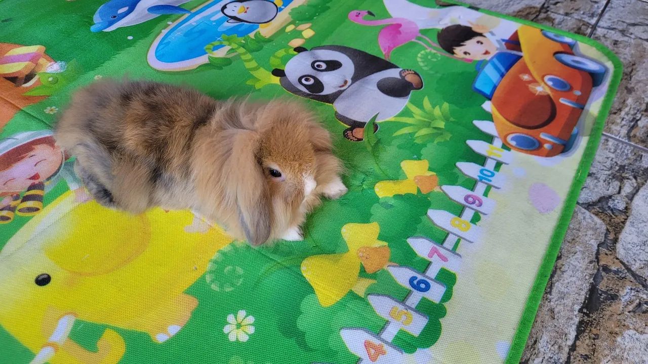 Mini Coelhos Fuzzy lop  - Foto 6