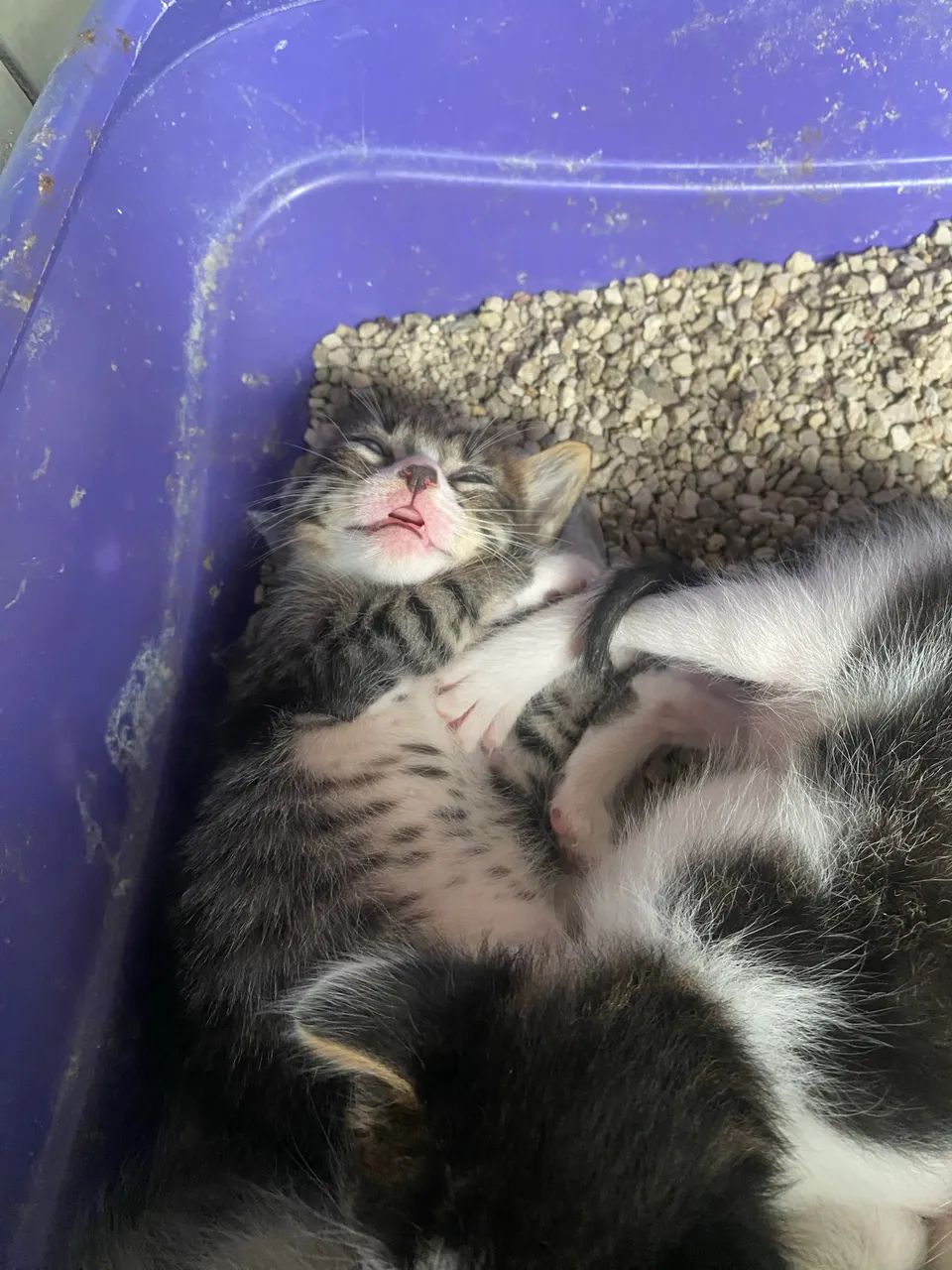 Adoção  - Foto 5
