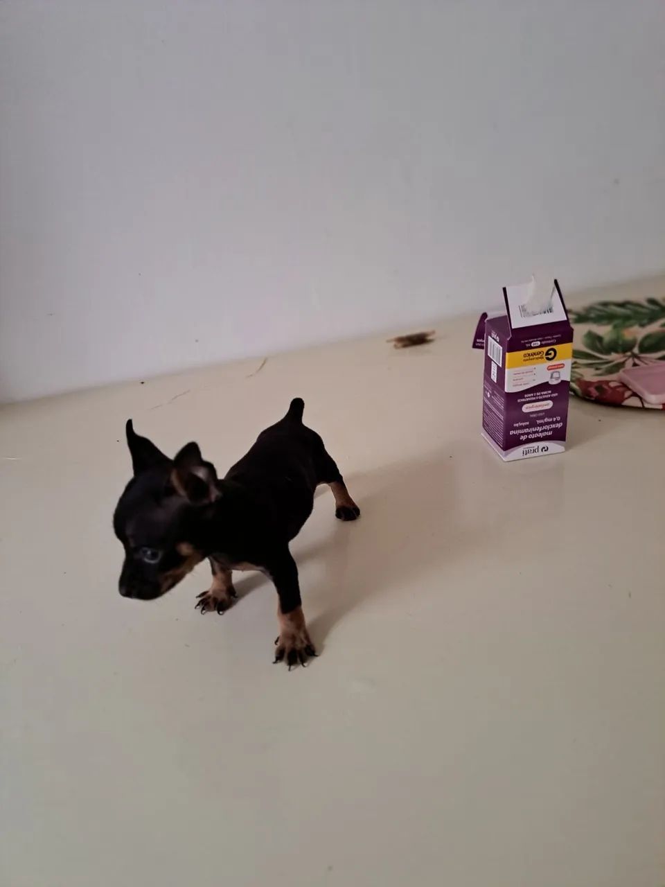 Pinscher 0 - Foto 2