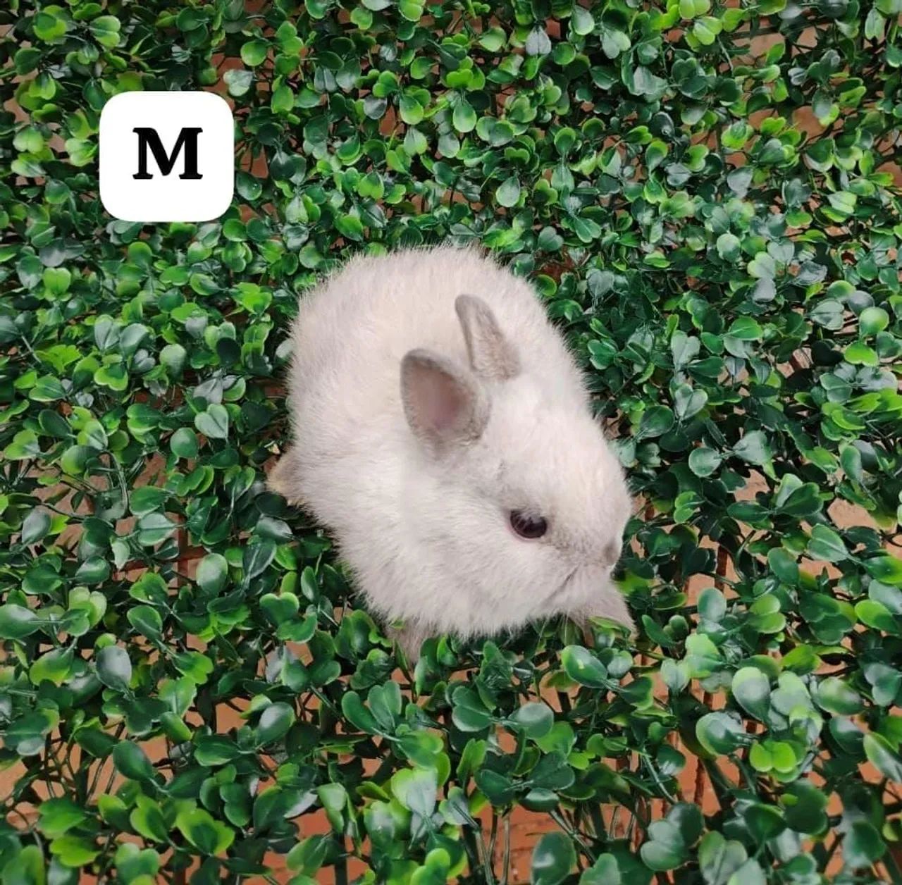 Vendo mini coelhos. - Foto 2
