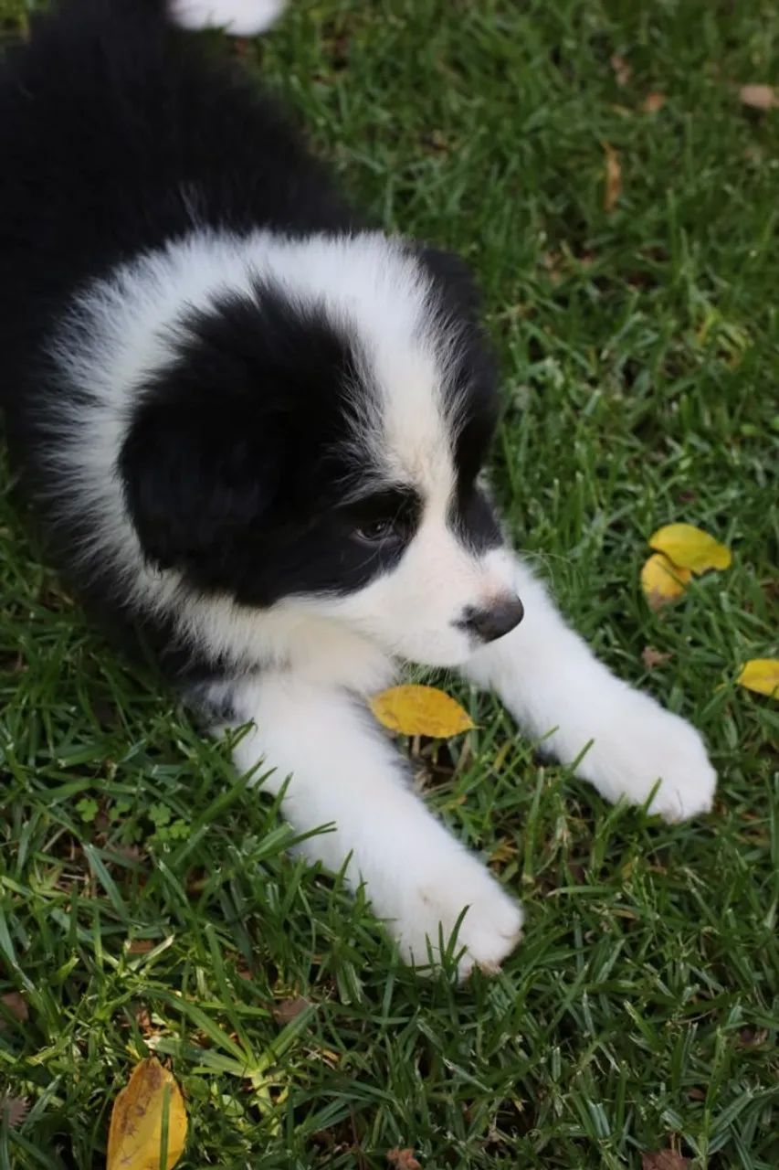 Filhote de Border Collie 