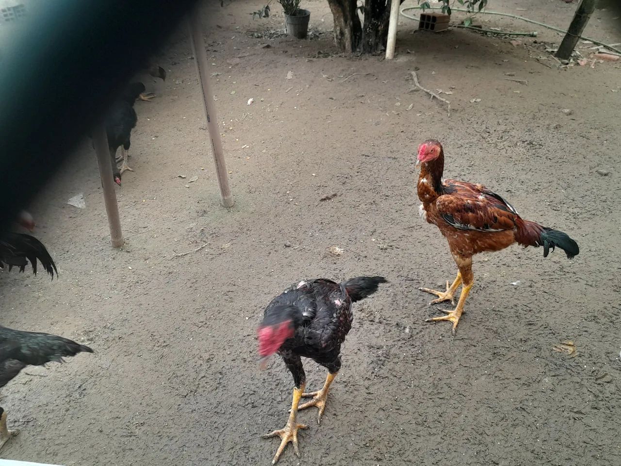 Frangos e frangas