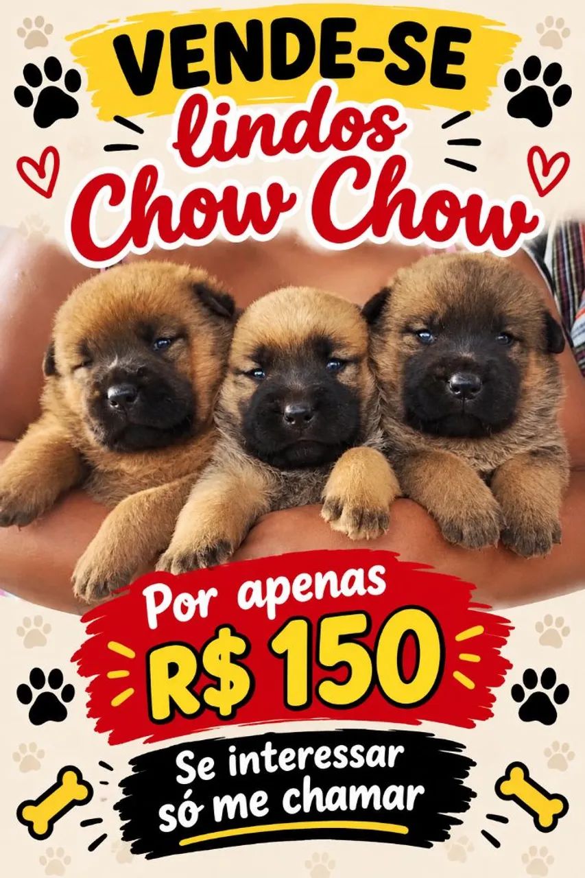 Chow Chow 