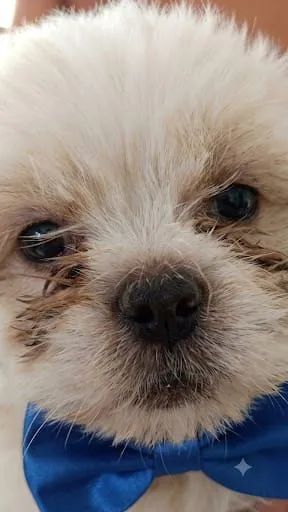 Shihtzu  macho - Foto 2