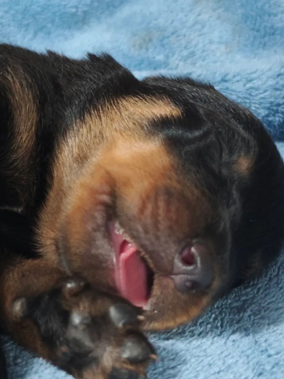 Filhotes de Rottweiler MACHO  - Foto 4
