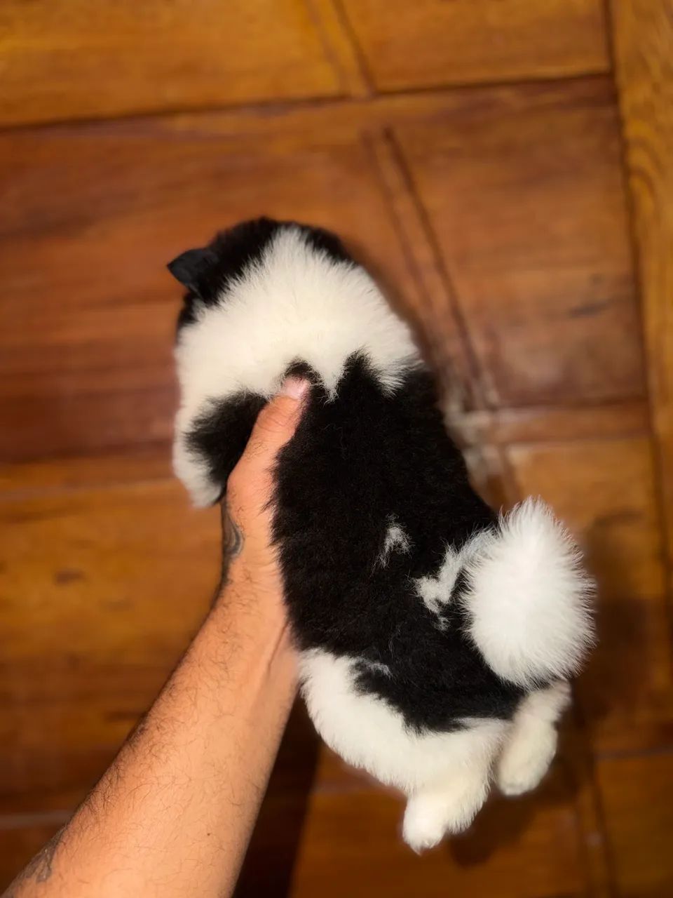 Spitz alemão anão  - Foto 3
