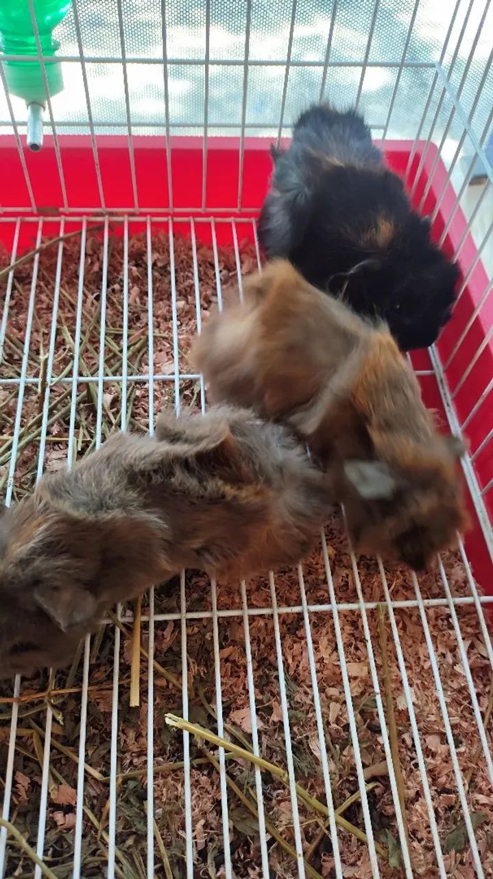 Porquinho da índia pelo longo  - Foto 3