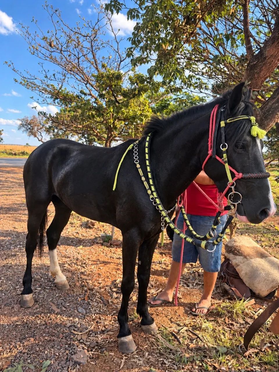 Cavalo bom de cela  - Foto 2