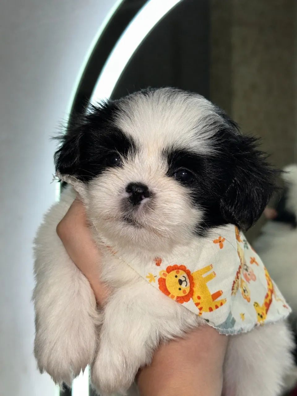 Shihtzu pronta entrega!! - Foto 2