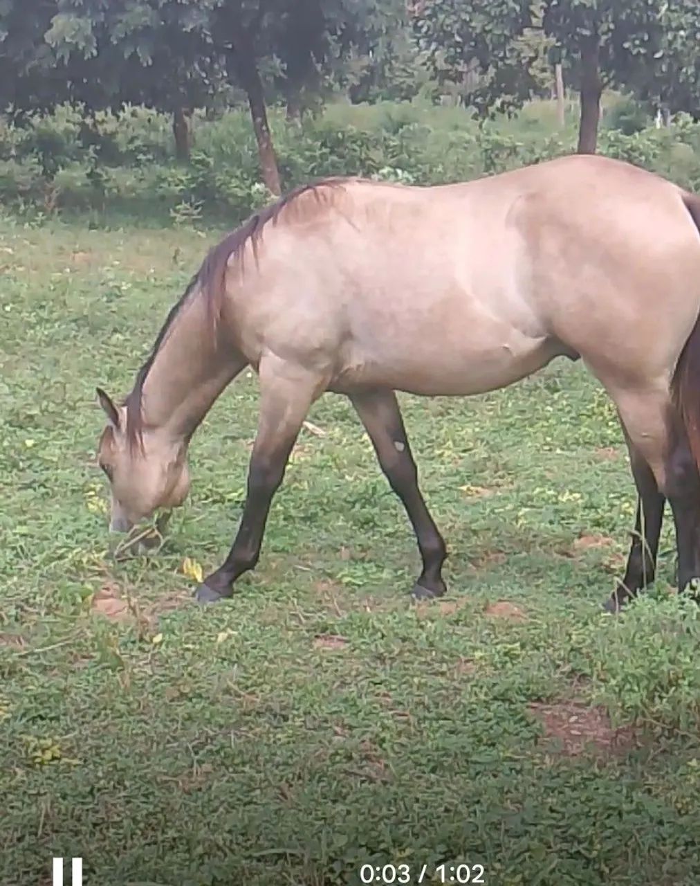 Cavalo  - Foto 2