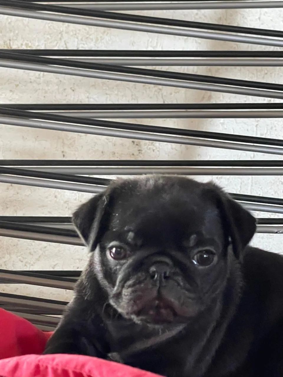 Pug