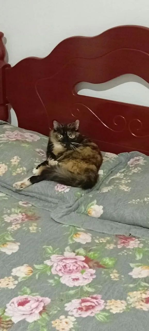 Gatinhos - Foto 4