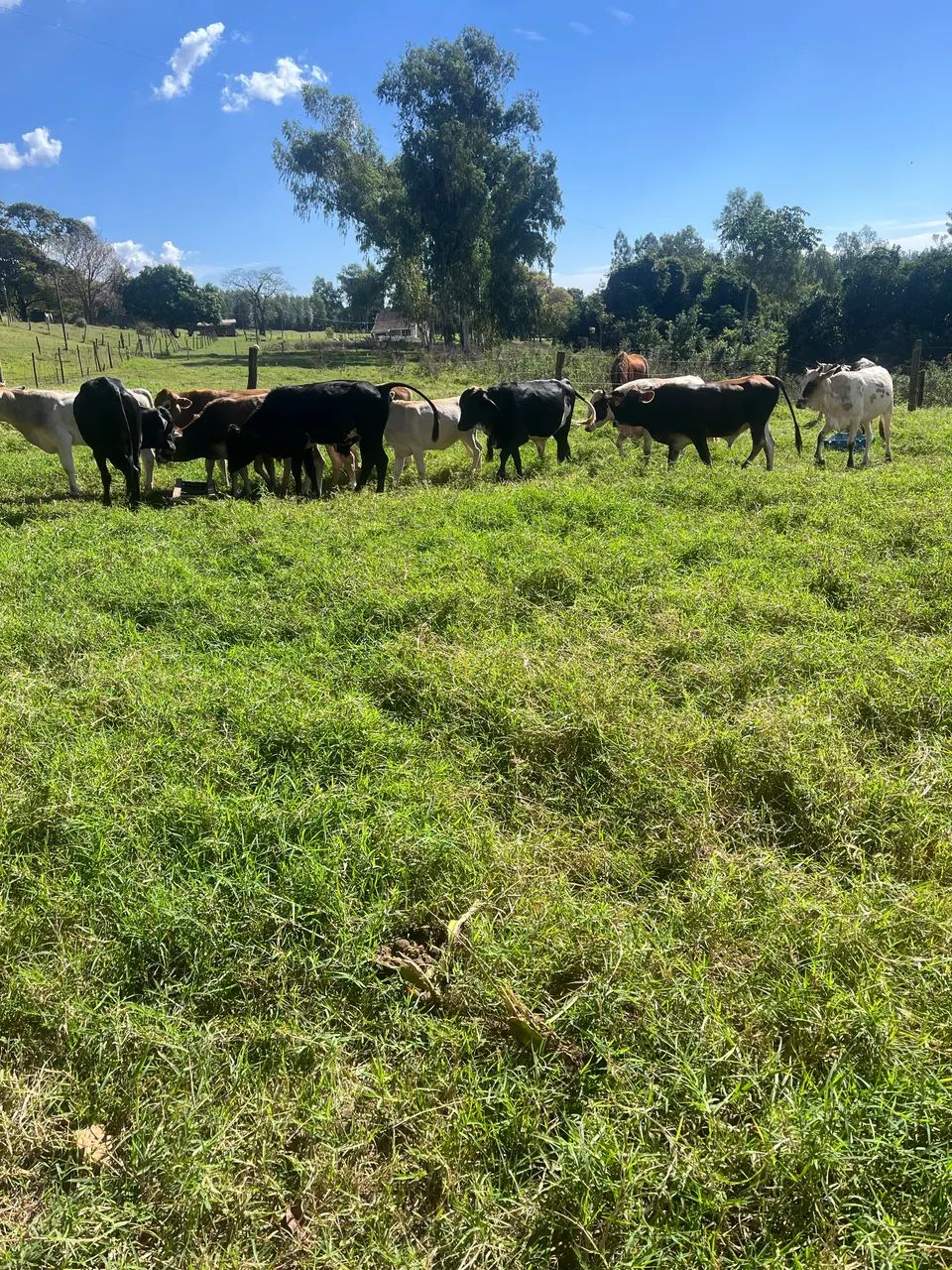 Lote 5 novilhas e 9 garrotes