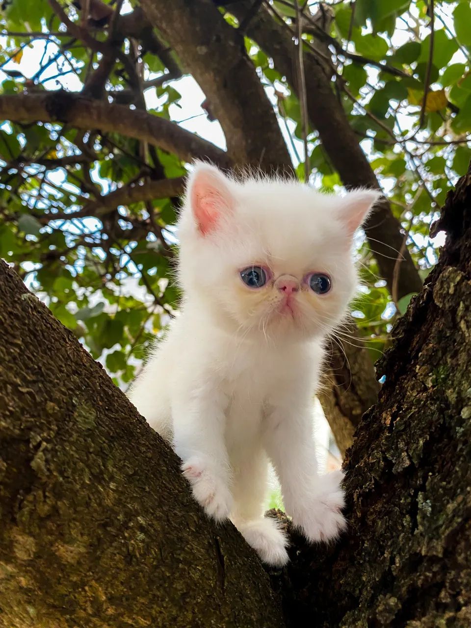 Gato Exótico Fêmea Branco - Foto 2
