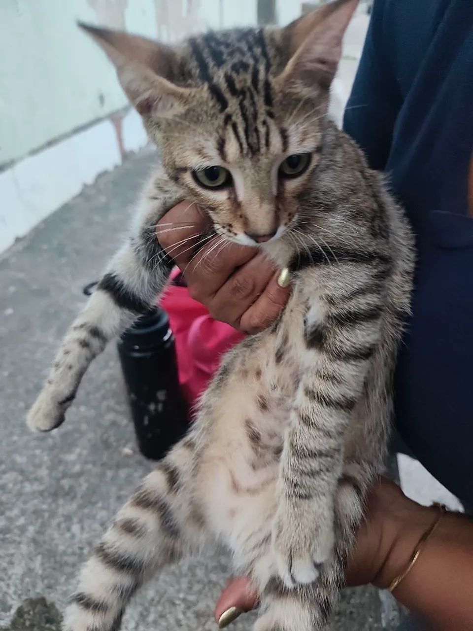 gato dócil para doação  - Foto 5
