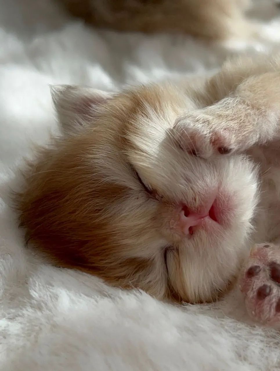 Gatinho persa  - Foto 2