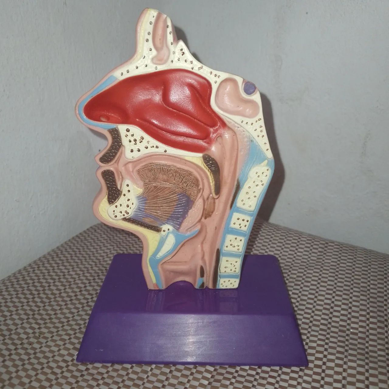 Peça de anatomia artificial. - Foto 3