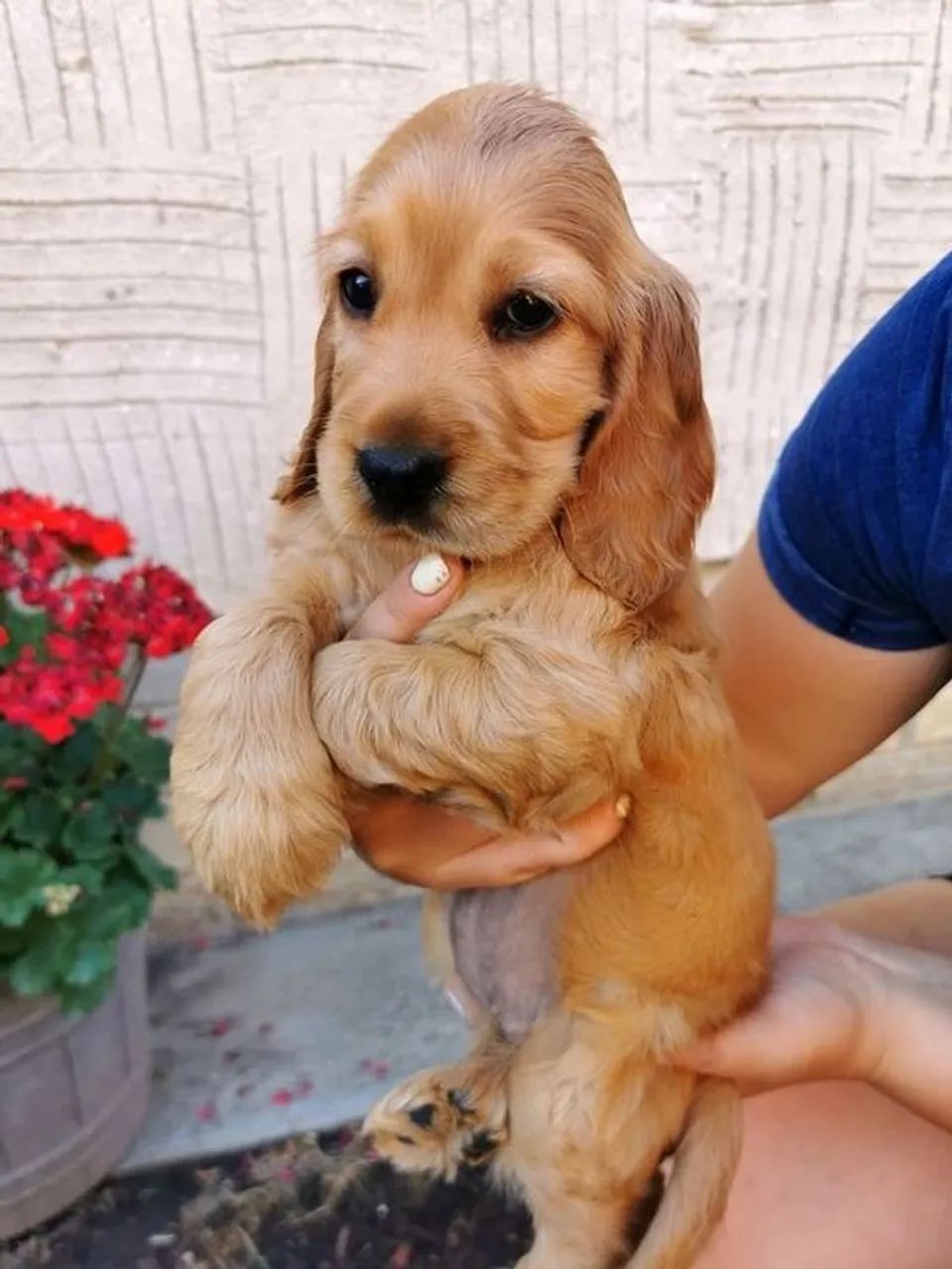 Cocker Spaniel Inglês Instinto Que Acompanha Sonhos